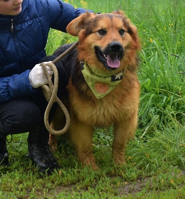 IGOR F51, Schäferhund-Mischling - Rüde