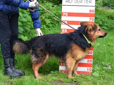 IGOR F51, Schäferhund-Mischling - Rüde