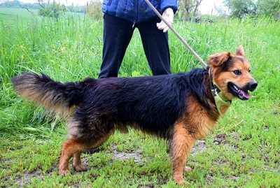 IGOR F51, Schäferhund-Mischling - Rüde