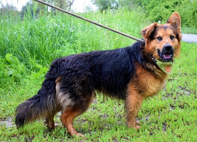 IGOR F51, Schäferhund-Mischling - Rüde