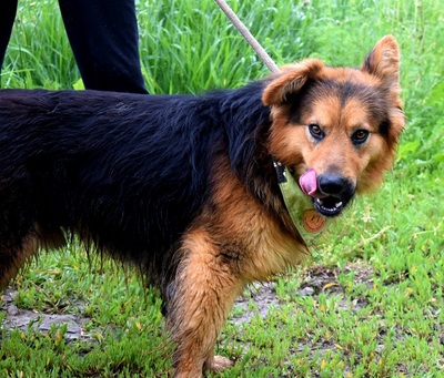 IGOR F51, Schäferhund-Mischling - Rüde