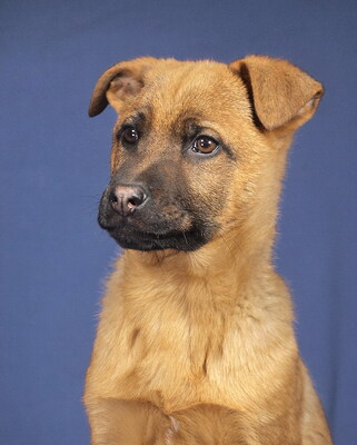 IKO - R E S E R V I E R T !!!!! menschenbezogen, sehr lieb, verschmust, lebhaft, verspielt, gelehrig, katzenverträglich, Mischling Welpen - Rüde