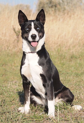 INNA - R E S E R V I E R T !!!!! sehr freundlich, offenes Wesen, aufmerksam, bewegungsfreudig, klug, als Zweithund zu einem Rüden