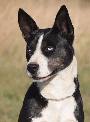 INNA - R E S E R V I E R T !!!!! sehr freundlich, offenes Wesen, aufmerksam, bewegungsfreudig, klug, als Zweithund zu einem Rüden, Mischling - Hündin