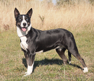 INNA - R E S E R V I E R T !!!!! sehr freundlich, offenes Wesen, aufmerksam, bewegungsfreudig, klug, als Zweithund zu einem Rüden, Mischling - Hündin