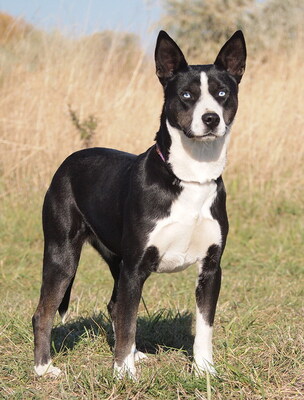 INNA - sehr freundlich, offenes Wesen, aufmerksam, bewegungsfreudig, klug, als Zweithund zu einem Rüden, Mischling - Hündin