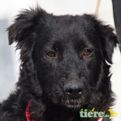 IRENE - Ubeda, Mischling - kastriert - Hündin