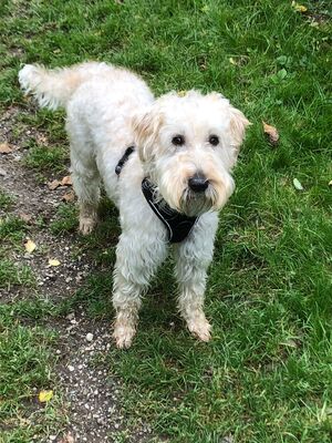 IRISH SOFT COATED WHEATEN TERRIER RÜDE SUCHT EIN ZUHAUSE, Irish Soft Coated Wheaten Terrier - Rüde 1