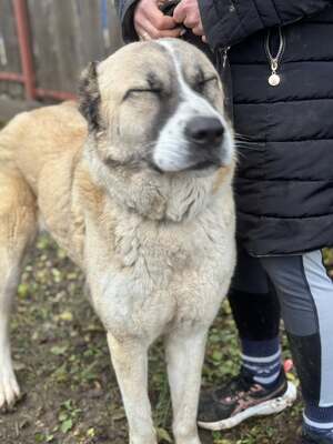 IRMA - HSH-Mix-Hündin sehr menschenbezogen und ausgeglichen, Herdenschutz-Hund-Mischling - Hündin