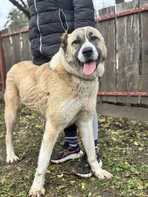 IRMA - HSH-Mix-Hündin sehr menschenbezogen und ausgeglichen, Herdenschutz-Hund-Mix - Hündin