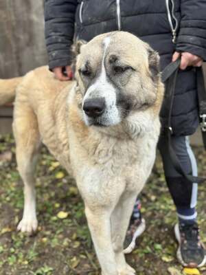 IRMA - HSH-Mix-Hündin sehr menschenbezogen und ausgeglichen, Herdenschutz-Hund-Mix - Hündin