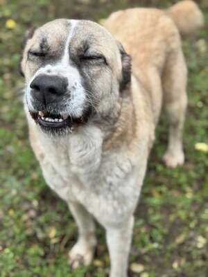 IRMA - HSH-Mix-Hündin sehr menschenbezogen und ausgeglichen, Herdenschutzhund-Mischling - Hündin