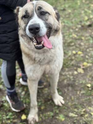 IRMA - HSH-Mix-Hündin sehr menschenbezogen und ausgeglichen, Herdenschutzhund-Mischling - Hündin