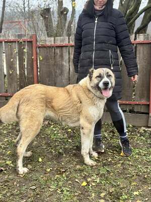 IRMA - HSH-Mix-Hündin sehr menschenbezogen und ausgeglichen, Herdenschutzhund-Mischling - Hündin
