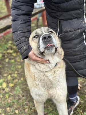 IRMA - HSH-Mix-Hündin sehr menschenbezogen und ausgeglichen, Herdeschutz_Hund-Mischling - Hündin