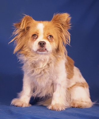 ISA - R E S E R V I E R T !!!!! freundlich, anhänglich, verschmust, klug, anfangs ängstlich; könnte schnappen, wenn sie sich bedrängt fühlt, Mischling - Hündin