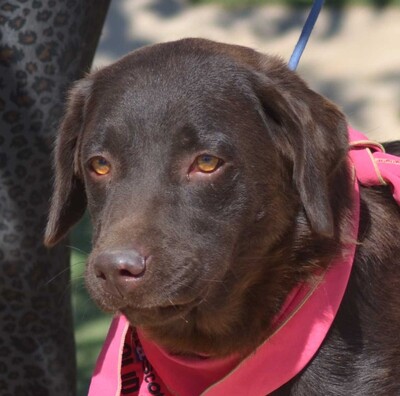ISIS - Linares, Labrador Retriever - kastriert - Hündin