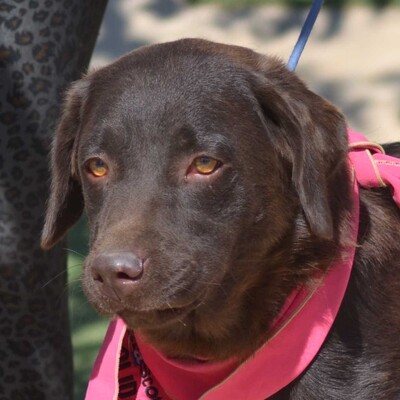 ISIS - Linares, Labrador Retriever - kastriert - Hündin