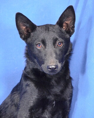 ISIS - R E S E R V I E R T !!!!! verschmust, anhänglich, fröhlich, neugierig, lebhaft, sehr intelligent und gelehrig, katzenverträglich, anfangs schüchtern, Mischling Welpen - Hündin