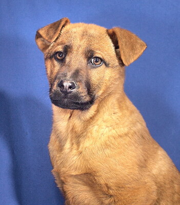 IVY - R E S E R V I E R T !!!!! sehr lieb und verschmust, lebhaft, intelligent, lernfreudig, katzenverträglich, Mischling Welpen - Hündin