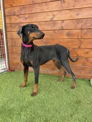Ibra - freundlich, sozial, Dobermann - Hündin
