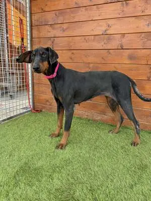 Ibra - freundlich, sozial, Dobermann - Hündin