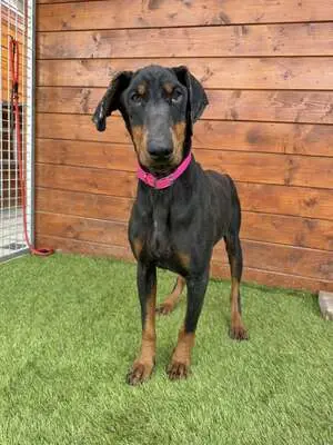 Ibra - freundlich, sozial, Dobermann - Hündin