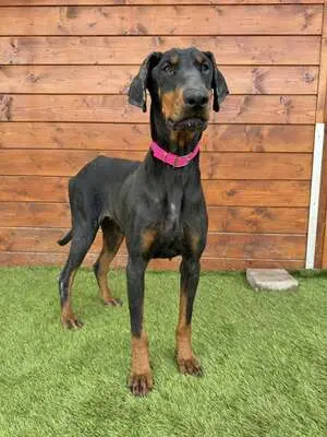 Ibra - freundlich, sozial, Dobermann - Hündin
