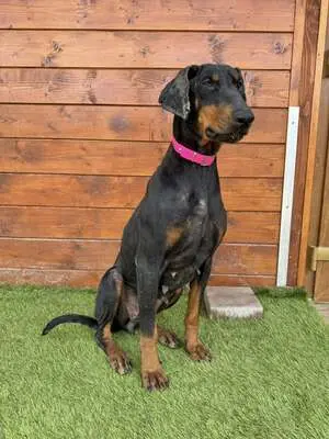 Ibra - freundlich, sozial, Dobermann - Hündin