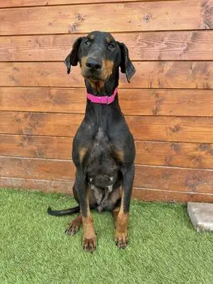 Ibra - freundlich, sozial, Dobermann - Hündin