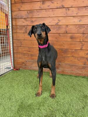 Ibra - freundlich, sozial, Dobermann - Hündin