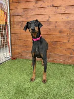 Ibra - freundlich, sozial, Dobermann - Hündin