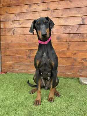 Ibra - freundlich, sozial, Dobermann - Hündin