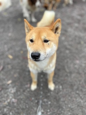 Ichigo, Shiba Inu Mix - Rüde