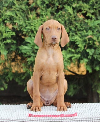 Ida, Magyar Vizsla Welpen - Hündin