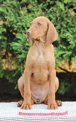 Ida, Magyar Vizsla Welpen - Hündin