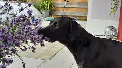 Ida - Sportliche Hündin, ca. 3 Jahre/62cm/26kg, Mischling - Hündin