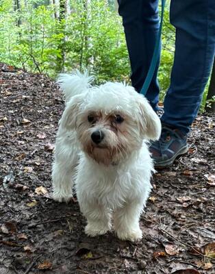 Idefix, Malteser - Mix - Rüde