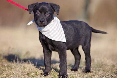 Idefix, Mischlingsrüde Welpen - Rüde