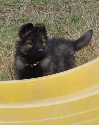Idux, Deutscher Schäferhund Welpen - Rüde