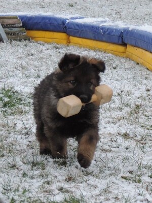 Idux, Deutscher Schäferhund Welpen - Rüde