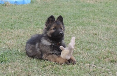 Idux, Deutscher Schäferhund Welpen - Rüde
