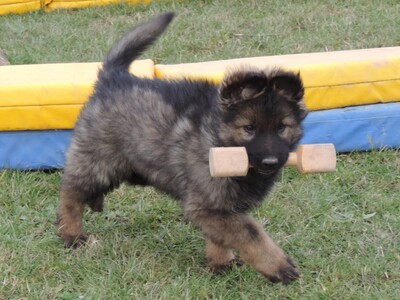 Idux, Deutscher Schäferhund Welpen - Rüde