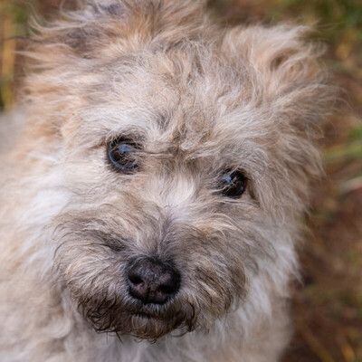 Igelchen, Pumi-Mix - Hündin