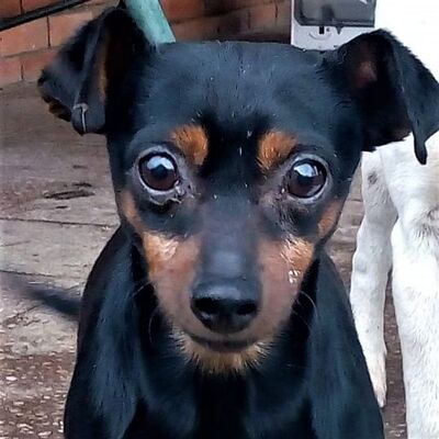 🌿💖Iggy süßer Pinscher sucht tolles Körbchen😊👍, Pinscher - Rüde