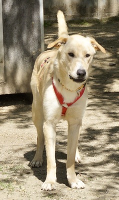 Igor, Labrador Mix - Rüde