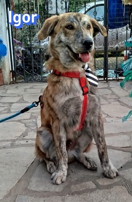 Igor, Labrador Retriever - Rüde