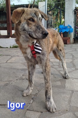 Igor, Labrador Retriever - Rüde
