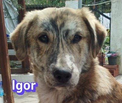 Igor, Labrador Retriever - Rüde