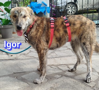 Igor, Labrador Retriever - Rüde